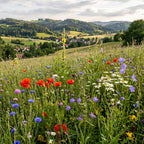 Joyfields Regionale Wildblumenmischung Deutschland - UG11 Sudwestdeutsches Bergland [de]