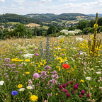 Joyfields Regionale Wildblumenmischung Deutschland - UG16 Unterbayerische Hügel- & Plattenregion [de]