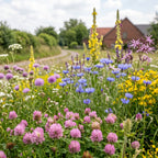 Joyfields Regionale Wildblumenmischung Deutschland - UG2 Westdeutsches Tiefland [de]
