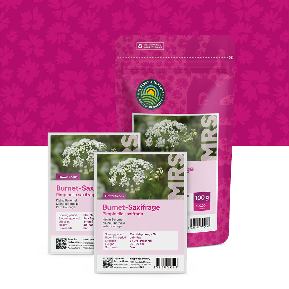 Kleine Bibernelle – Pimpinella saxifraga
