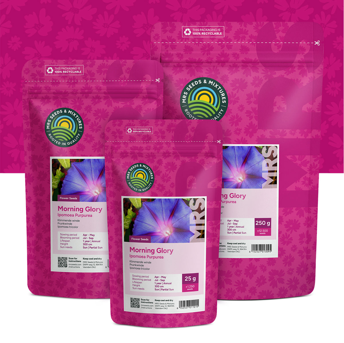 Prunkwinde – Ipomoea Purpurea
