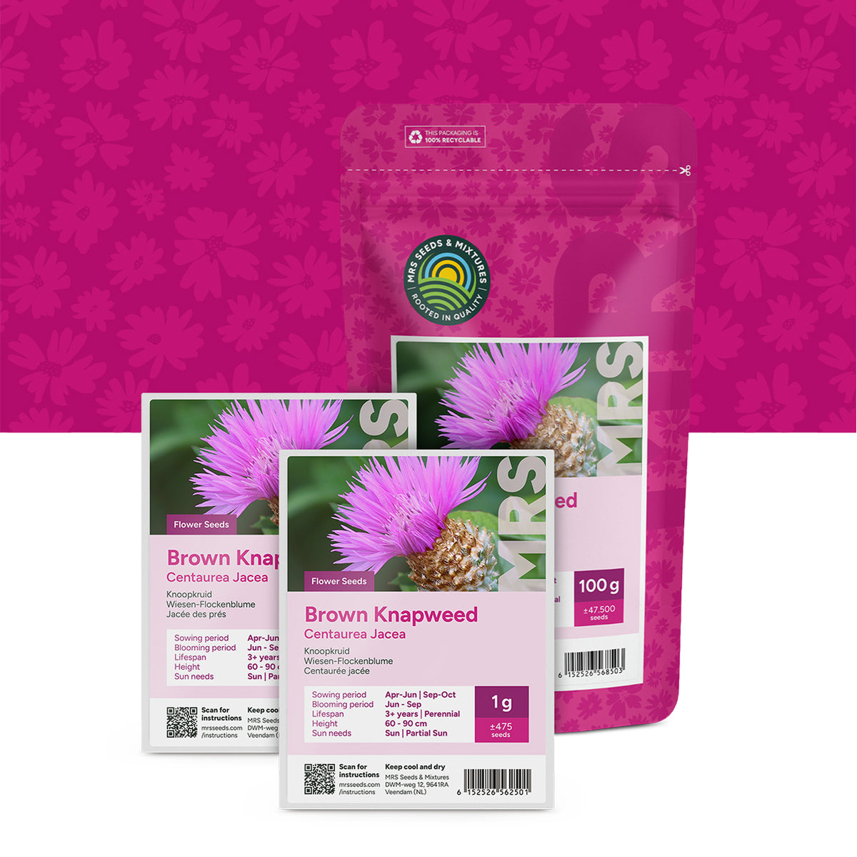 Wiesen-Flockenblume – Centaurea jacea