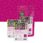 Prachtscharte – Liatris spicata