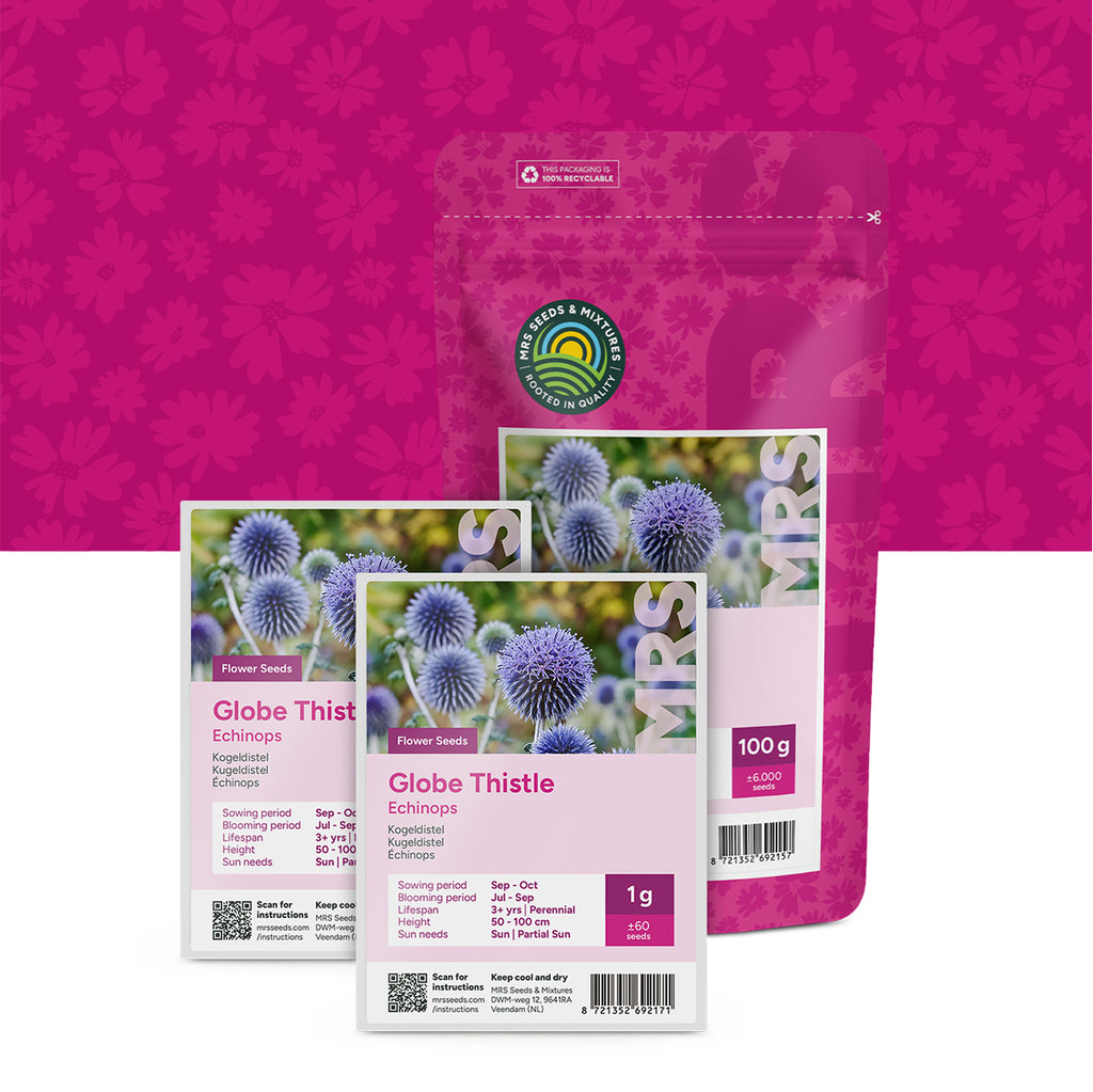 Kugeldistel – Echinops