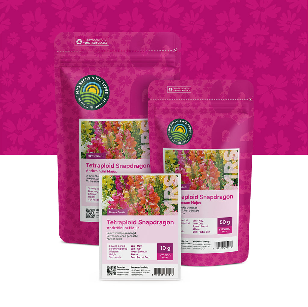Löwenmäulchen (gemischt) – Antirrhinum majus