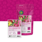 Großes Löwenmaul – Antirrhinum majus nanum