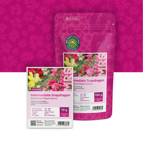 Großes Löwenmaul – Antirrhinum majus nanum