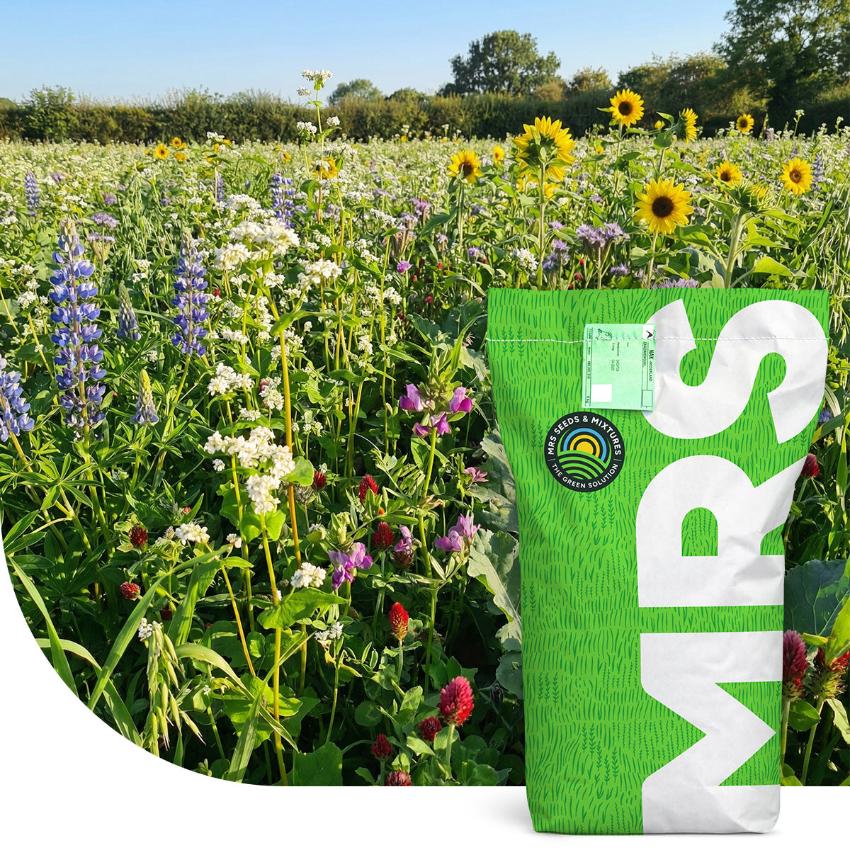 Nordischer Wildackermischung 1- und mehrjährig