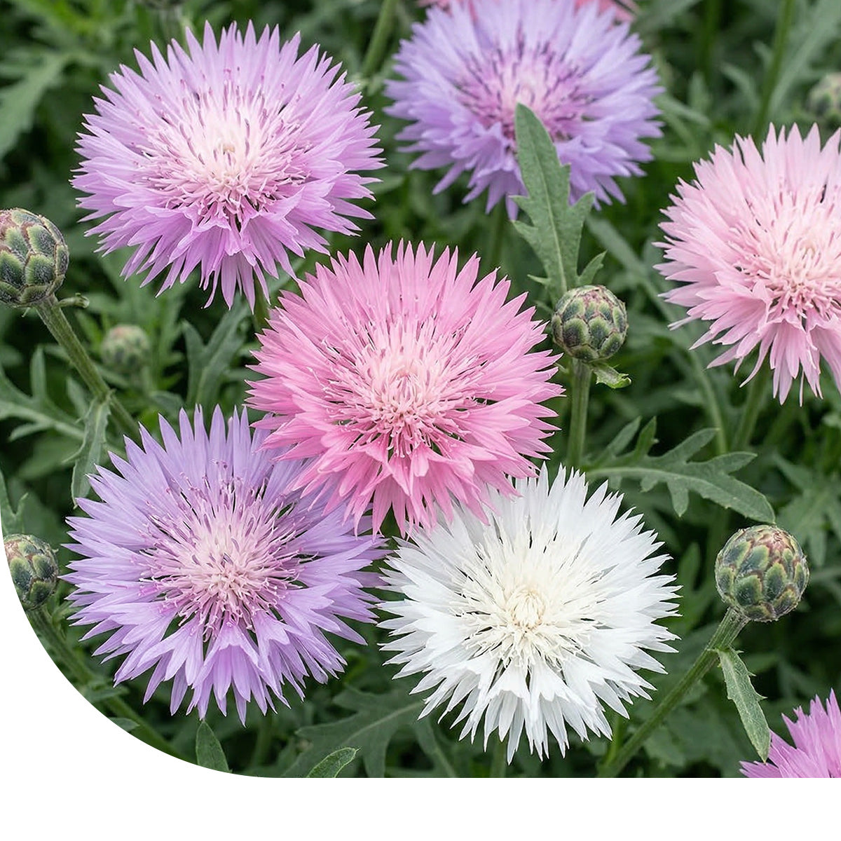 Kaiserkornblume - Centaurea moschata imperialis