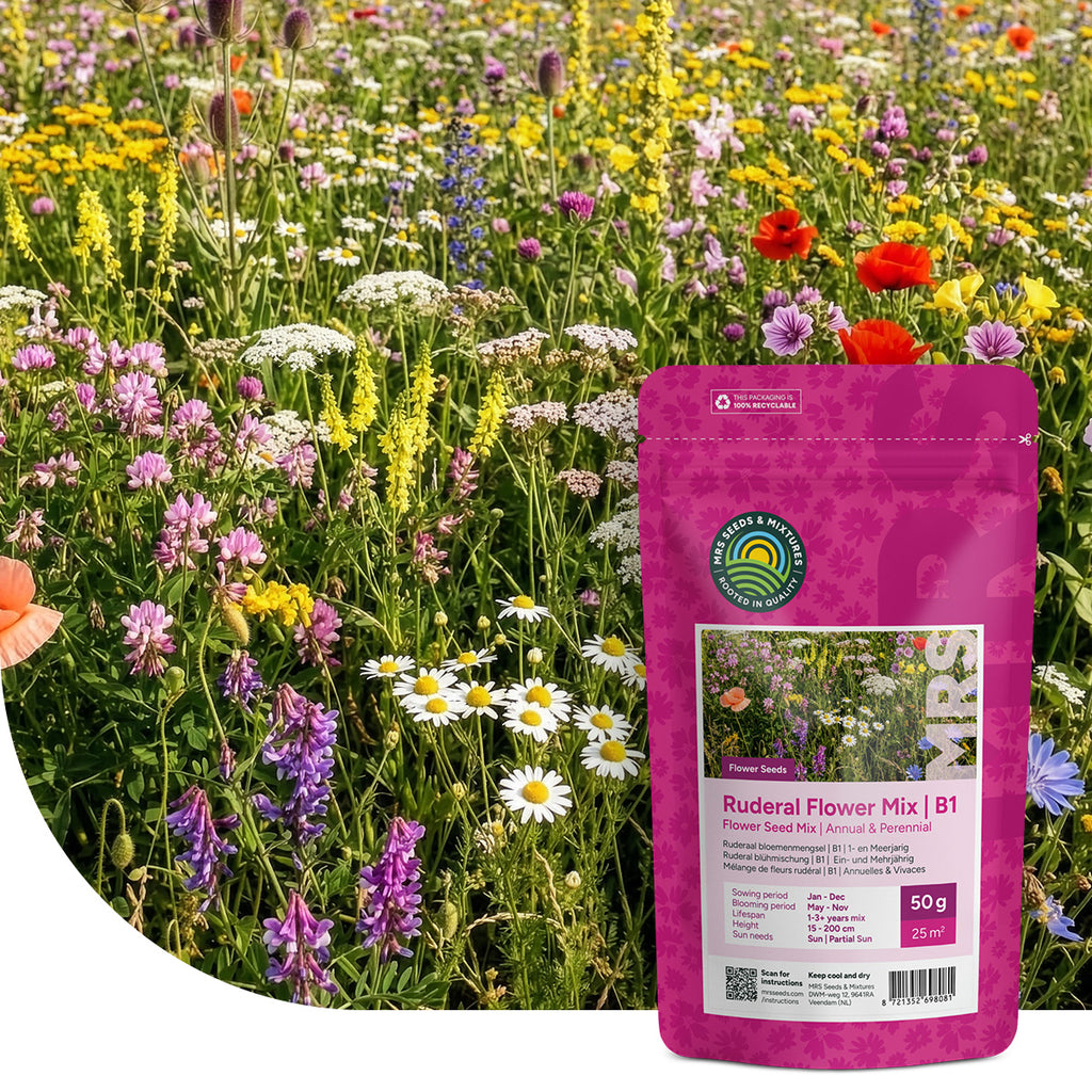 Typ B1 - Magerwiesen saatgut mehrjährig