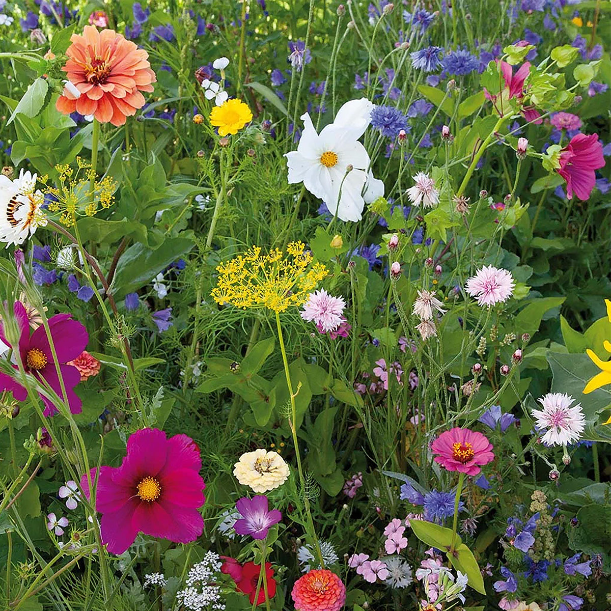 Sommerblumenmischung – einjährig