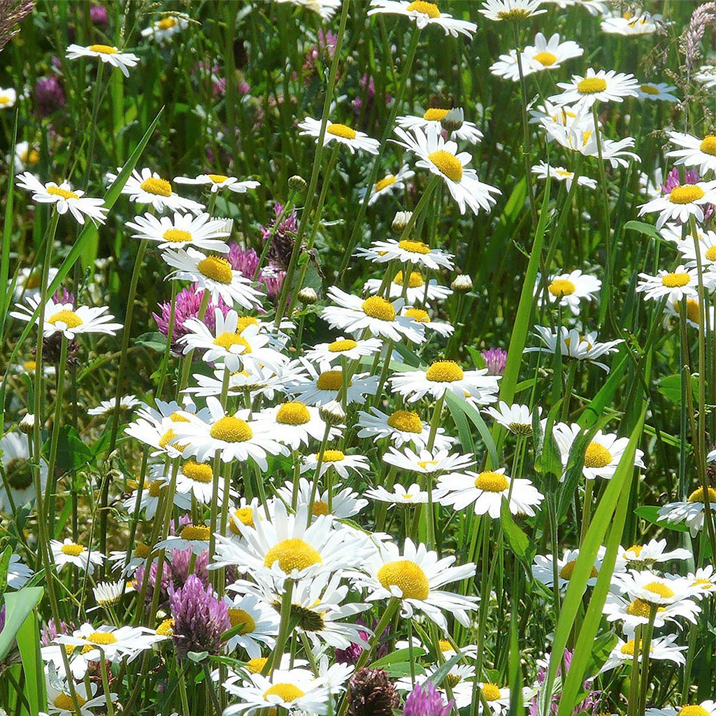 Margeritenmischung 2 – Naturmischung