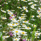 Margeritenmischung 2 – Naturmischung