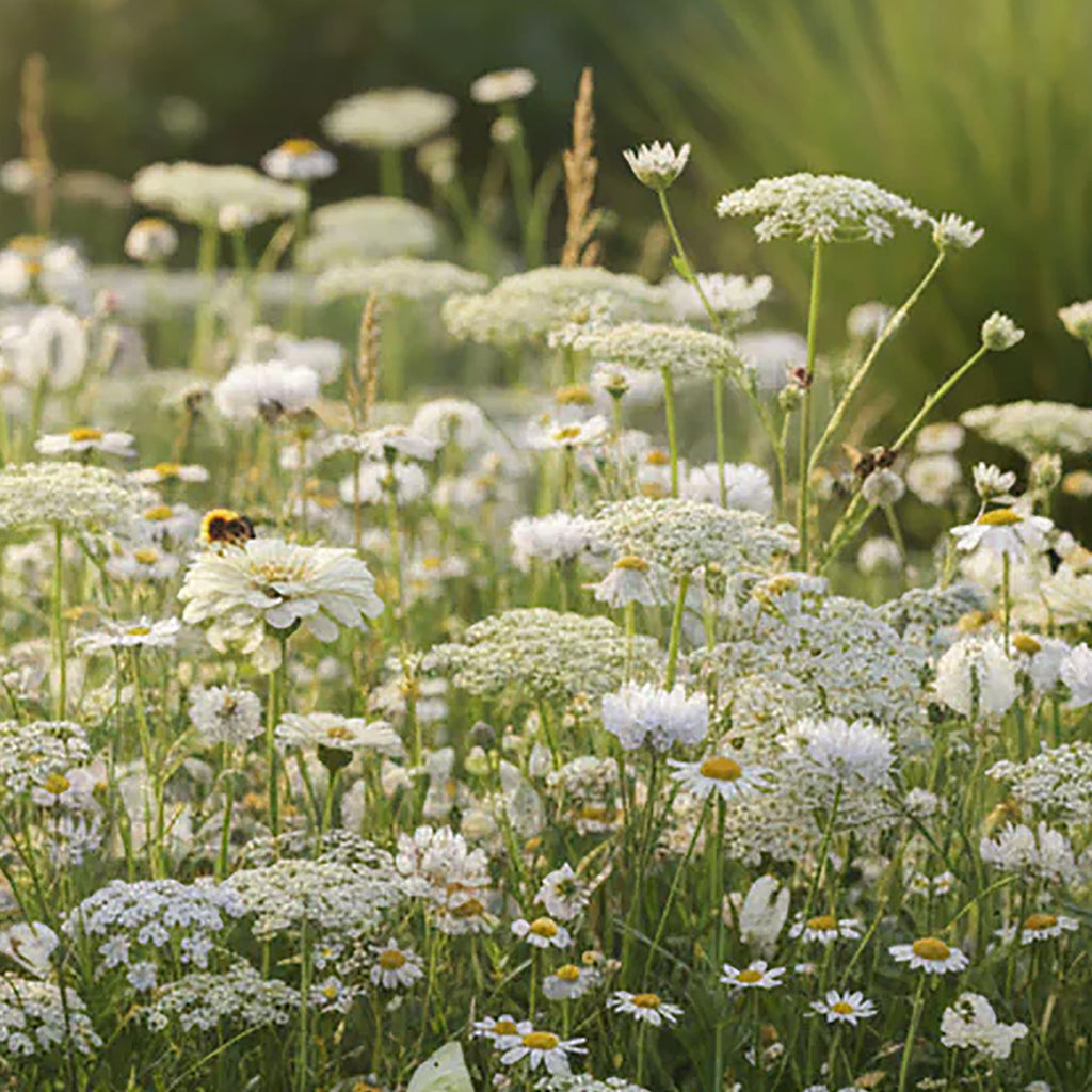 Wildblumenmischung Weiß – 14 Sorten