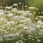 Wildblumenmischung Weiß – 14 Sorten