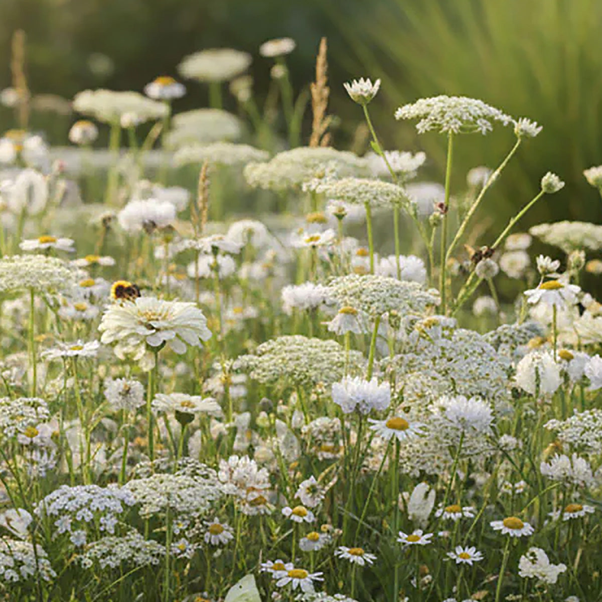 Wildblumenmischung Weiß – 14 Sorten