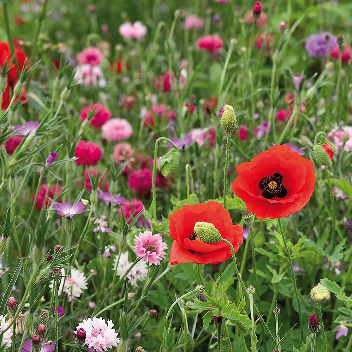 Sommerblumen Rosa & Rot Mix