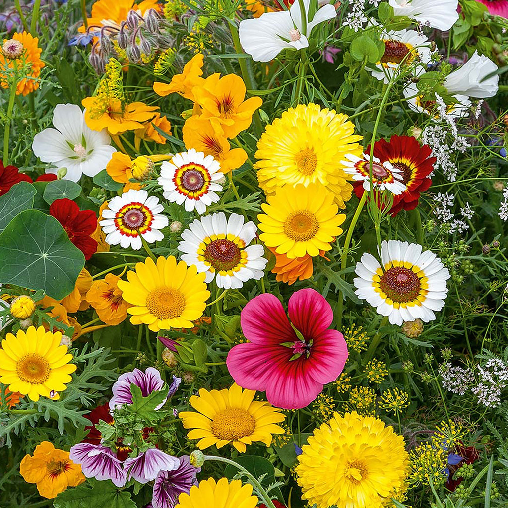 Essbare Blumenmischung