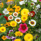 Essbare Blumenmischung