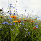 Steingarten Blumenmischung – einjährig