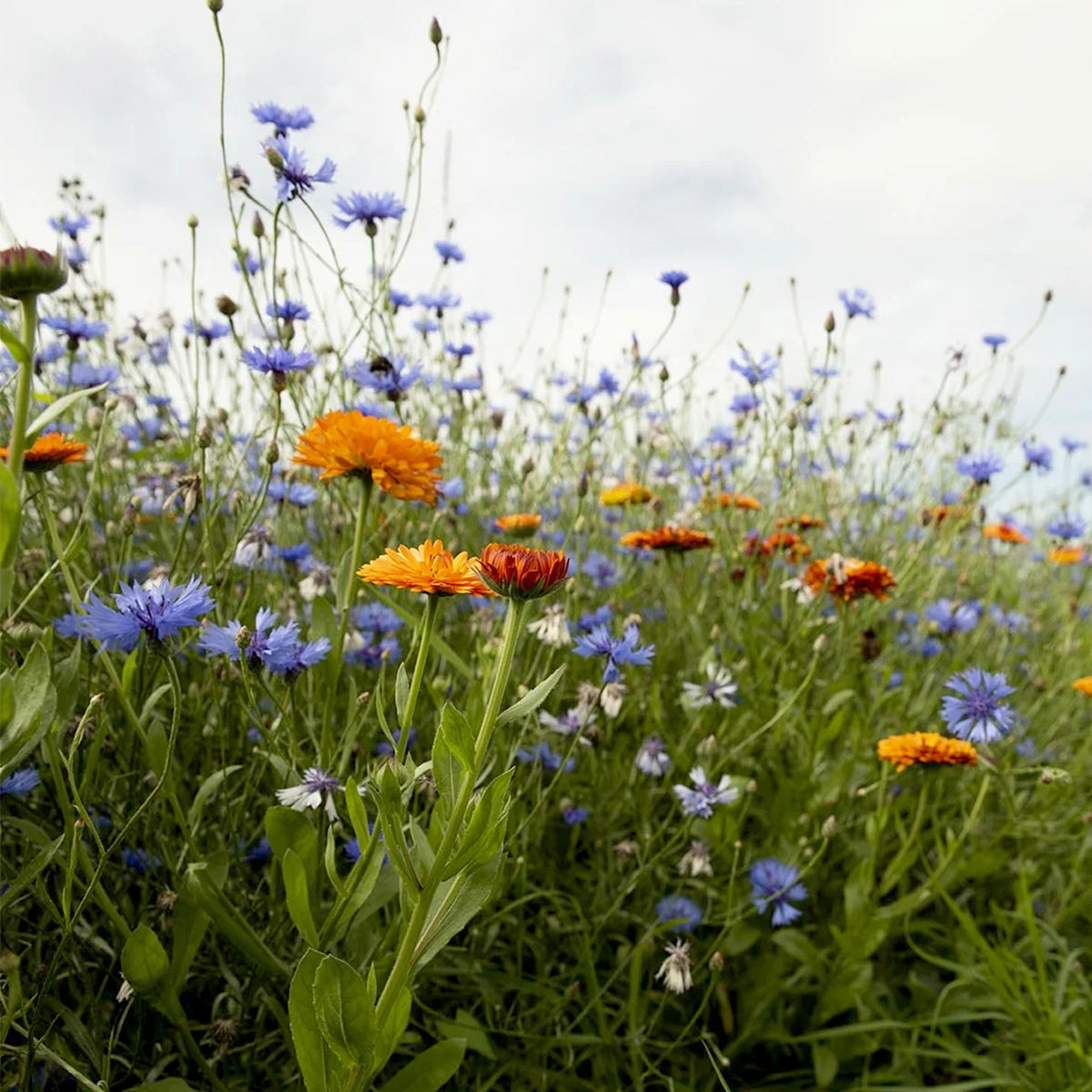 Steingarten Blumenmischung – einjährig