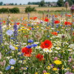 N2 – Einheimische Bienenmischung – mehrjährig