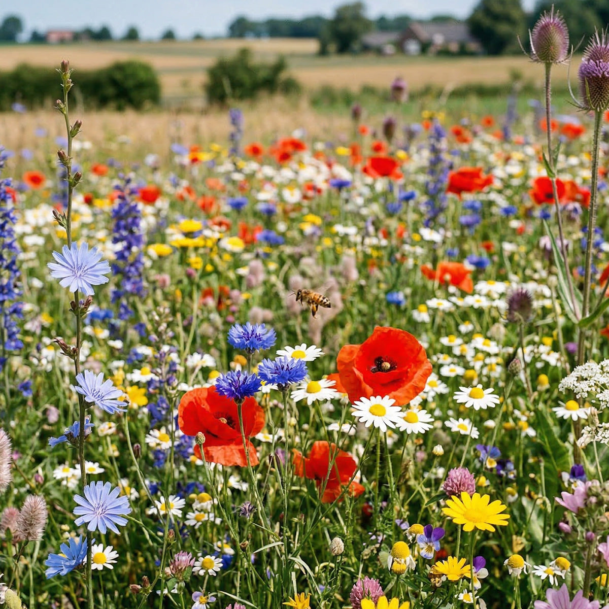 N2 – Einheimische Bienenmischung – mehrjährig