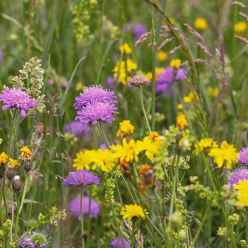 Typ M4 – Blumenwiesenmischung niedrigblühend