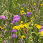 Typ M4 – Blumenwiesenmischung niedrigblühend