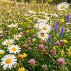 Margeritenmischung 1 – Naturmischung