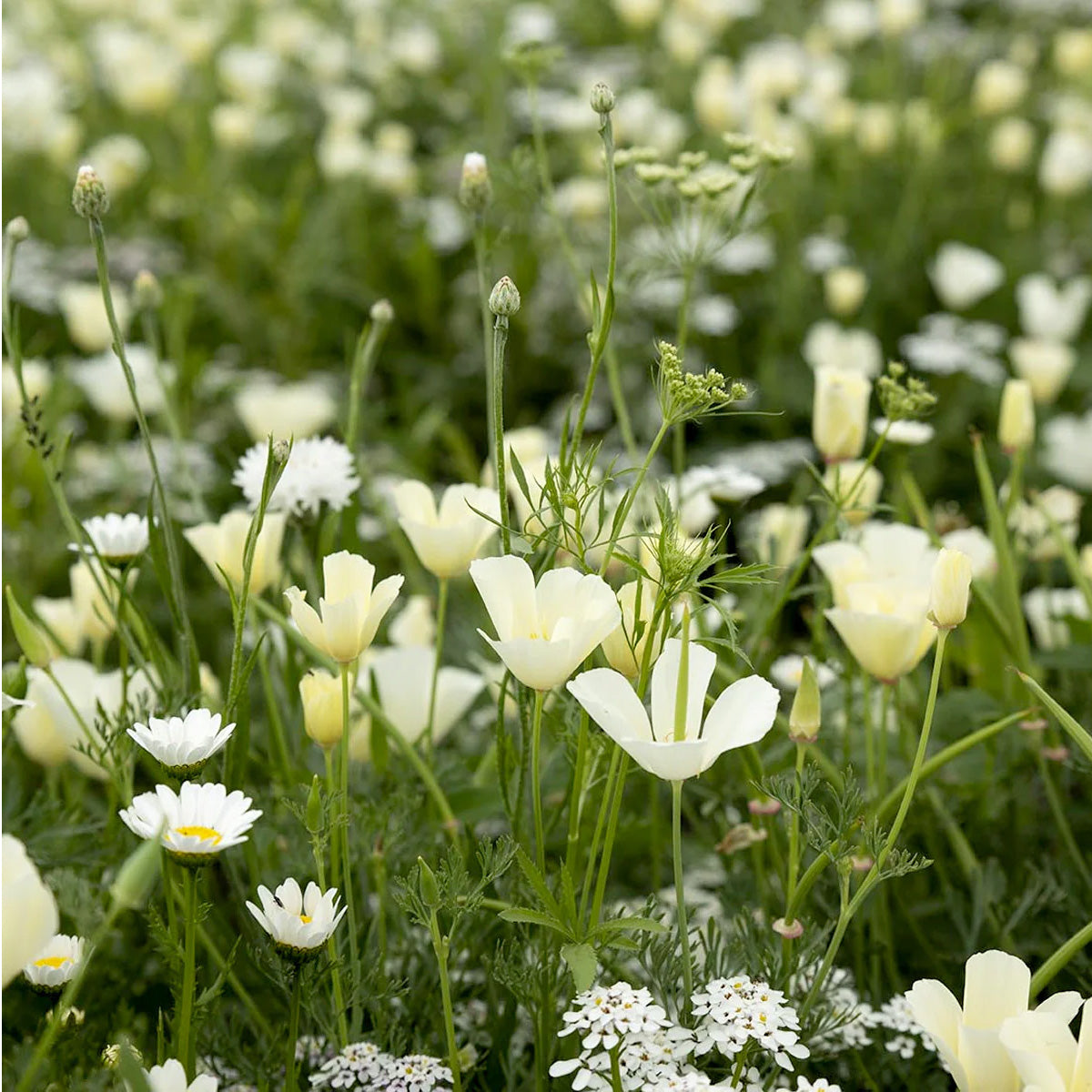 Sommerblumen Weiße Farbtöne Mix