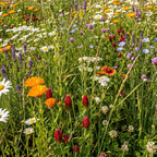 Schmetterlingsblumenmischung - Niedrig blühend