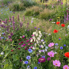 Englischer Cottagegarten Blumenmischung