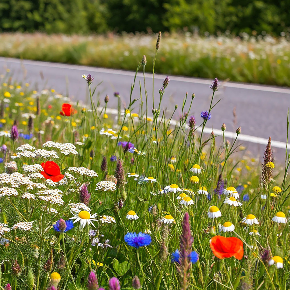 Straßenrand-Blumenmischung, ein- und mehrjährig
