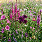 Wildblumenmischung violett – 14 Sorten