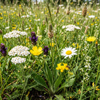 Typ G1 – Blumenwiesenmischung mehrjährig