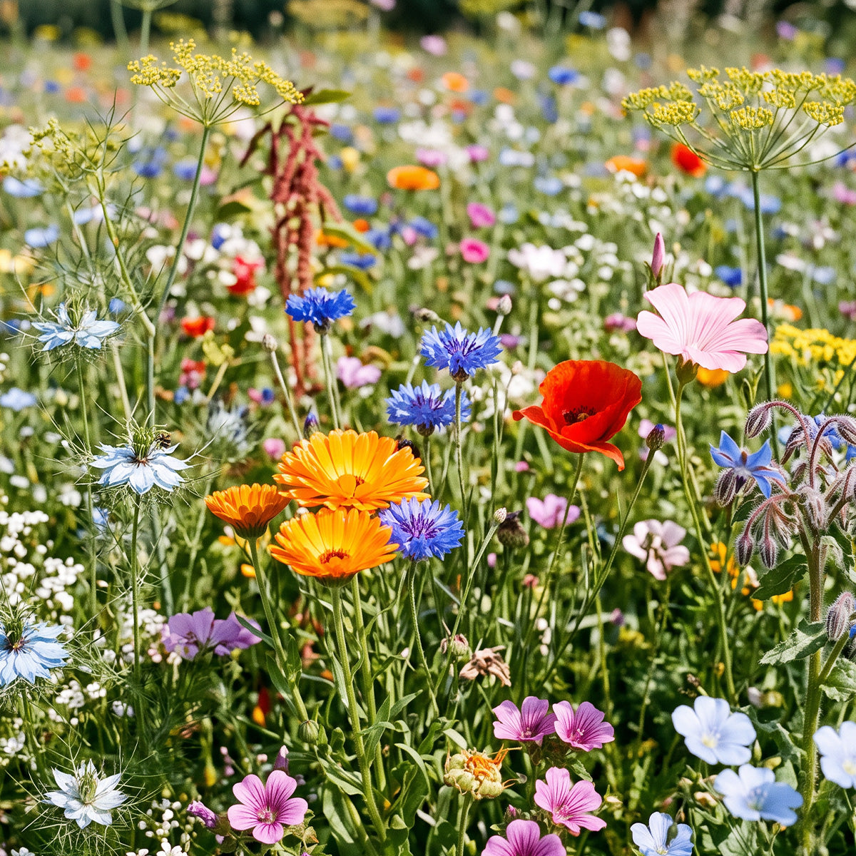 Wildblumenmischung – 18 Arten – einjährig