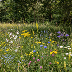 Schattenblumen-Mischung – mehrjährig