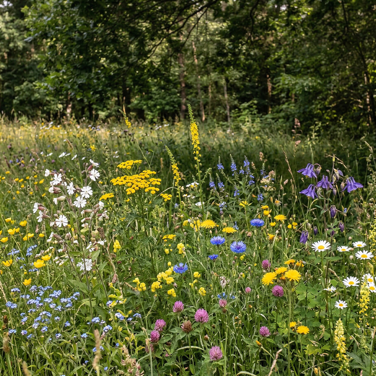Schattenblumen-Mischung – mehrjährig