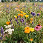 Trockenresistente Blumenmischung