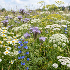 Wildblumenmischung für Nützlinge