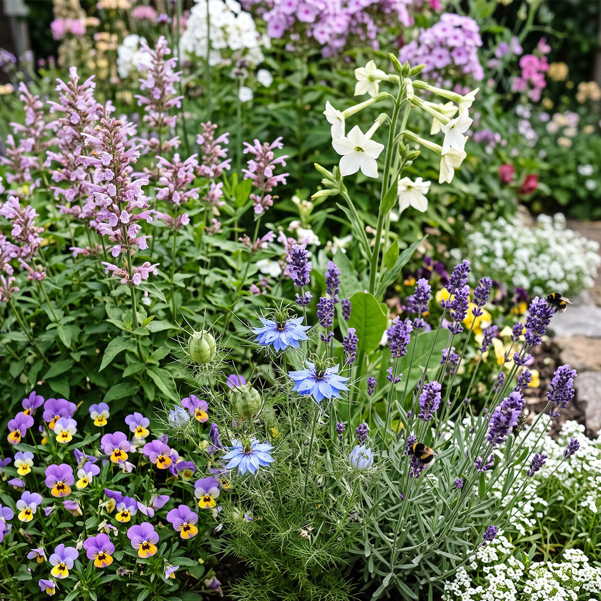Duftblumen – 1- und mehrjährige Blumenmischung