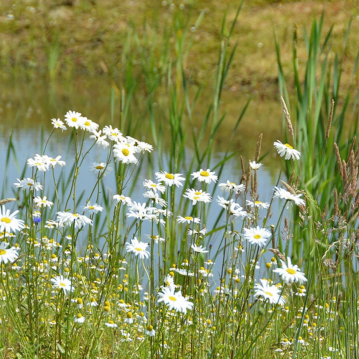 Teichuferblumenmischung – Einheimisch