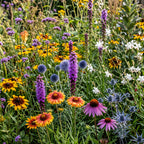 Herbstblumenmischung