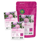 Kaiserkornblume - Centaurea moschata imperialis