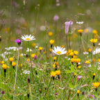 M5 - Blumenrasen (Nektarreich) - Mehrjährig