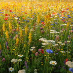 Einheimische Wildblumenmischung - mehrjährig