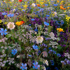 Tübinger Bienenweidemischung
