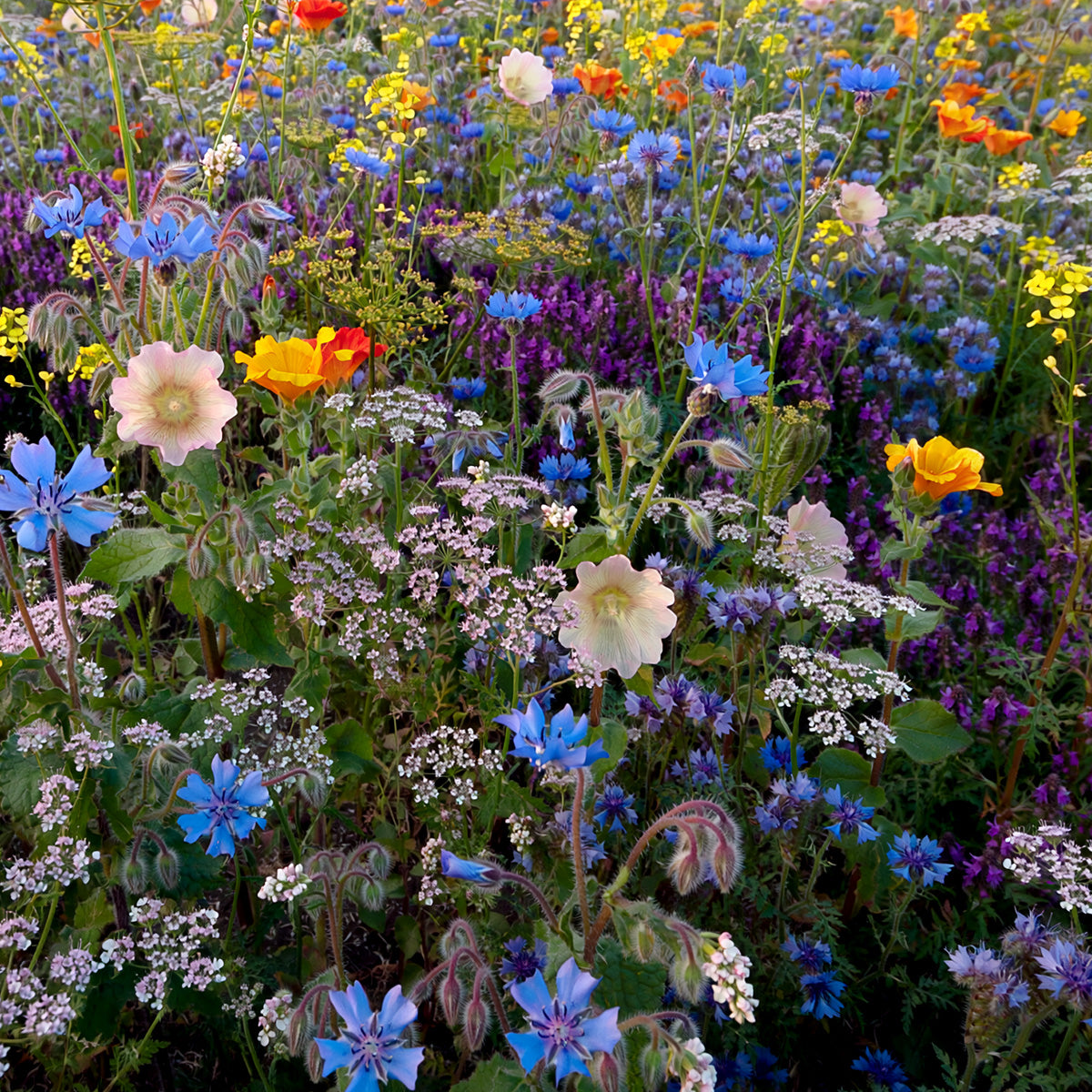 Tübinger Bienenweidemischung