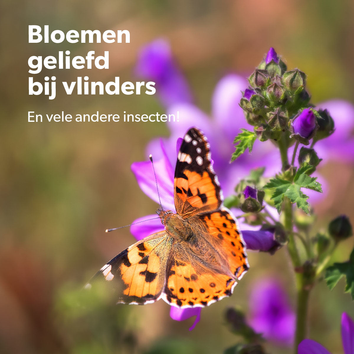 MRS-Seeds-4-Special-NL [nl]